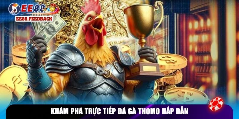 Khám phá trực tiếp đá gà Thomo hấp dẫn